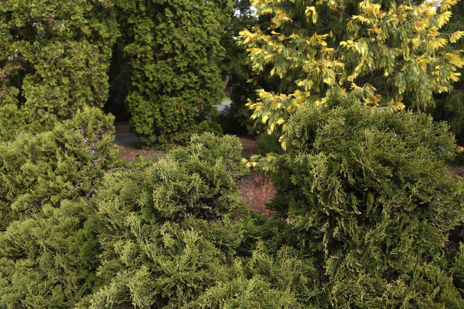 Utilice árboles de hoja perenne enanos para darle estructura a su jardín stración